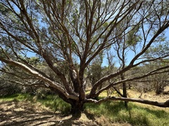 Eucalyptus rudis