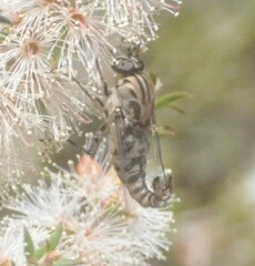 Apiocera