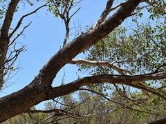 Eucalyptus rudis