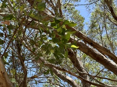 Eucalyptus rudis