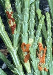 Gymnotelium blasdaleanum