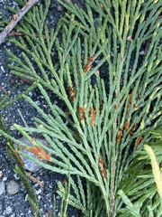 Gymnotelium blasdaleanum