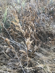 Wyethia amplexicaulis