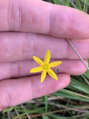 Hypoxis hygrometrica