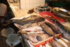 Chromileptes altivelis