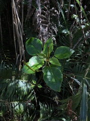 Trochodendron aralioides
