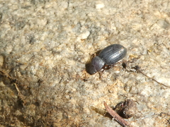 Stibia