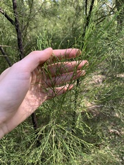 Exocarpos cupressiformis