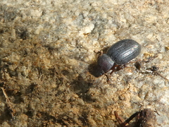 Stibia