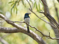 Myiagra cyanoleuca