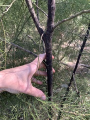 Exocarpos cupressiformis