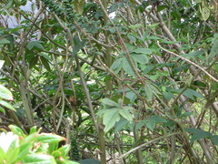 Aglaeactis cupripennis