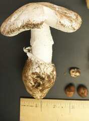 Amanita ocreata