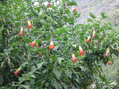 Brugmansia sanguinea