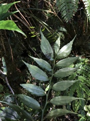 Pellionia radicans