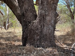 Eucalyptus gomphocephala