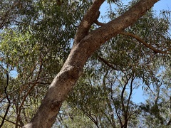 Eucalyptus gomphocephala