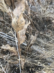 Wyethia amplexicaulis