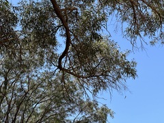 Eucalyptus gomphocephala