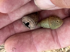 Eucalyptus gomphocephala