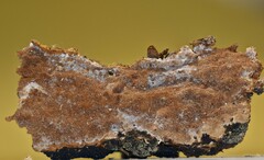 Fuscoporia ferruginosa