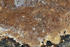 Fuscoporia ferruginosa