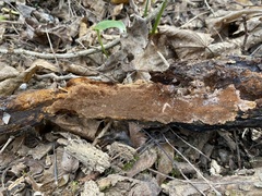 Fuscoporia ferruginosa