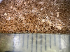 Fuscoporia ferruginosa