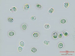 Fuscoporia ferruginosa