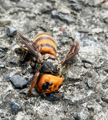 Vespa mandarinia japonica