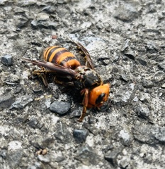 Vespa mandarinia japonica