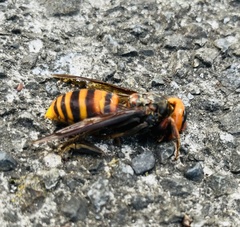 Vespa mandarinia japonica