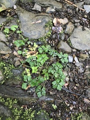 Sanicula petagnioides