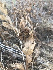 Wyethia amplexicaulis