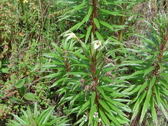 Siphocampylus lucidus