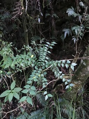 Zanthoxylum scandens