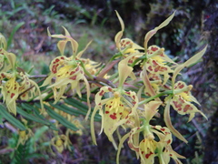 Cyrtochilum pardinum