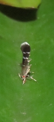 Cosmopterix