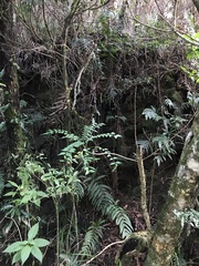 Zanthoxylum scandens