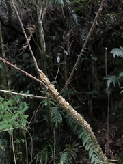 Zanthoxylum scandens