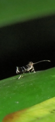 Cosmopterix