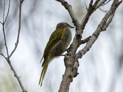 Nesoptilotis flavicollis