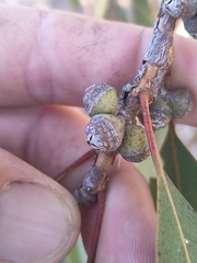 Eucalyptus punctata