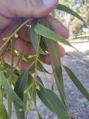 Eucalyptus punctata