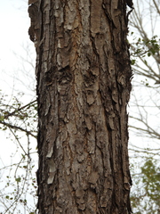 Leucaena pulverulenta