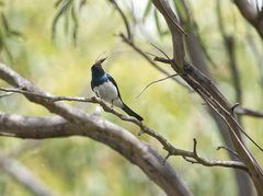 Myiagra cyanoleuca