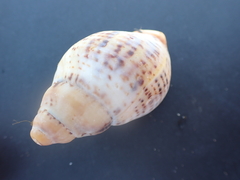 Cominella adspersa