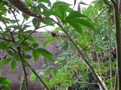 Aglaeactis cupripennis