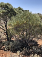 Acacia papyrocarpa