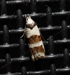 Eulechria triferella